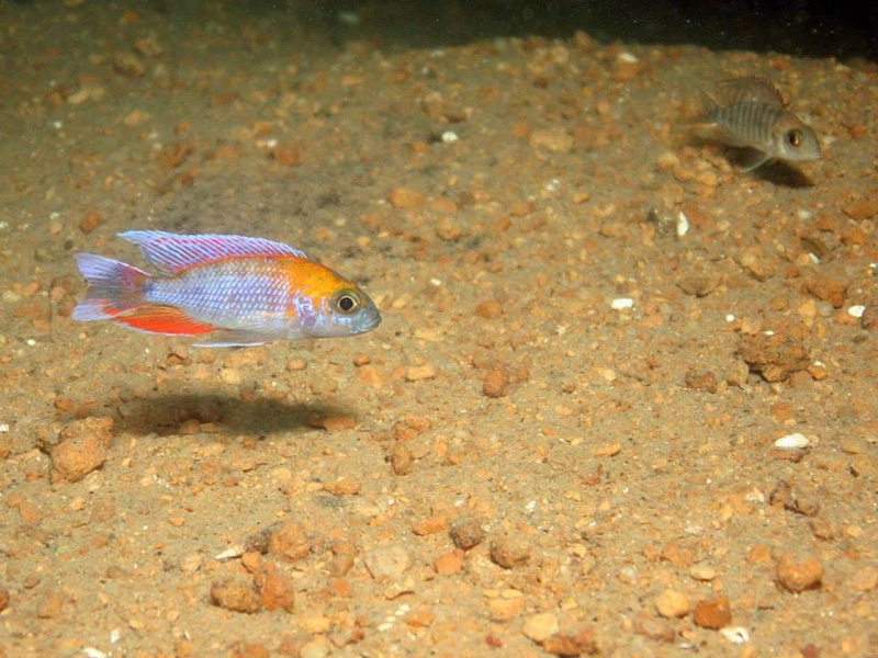 Aulonocara jacobfreibergi 'Otter Point'